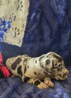 Atlas, a male Great Dane for sale in Kit Carson, CO – 4 of 10