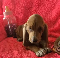 Dolly, a female Basset Hound for sale in Kit Carson, CO – 8 of 10