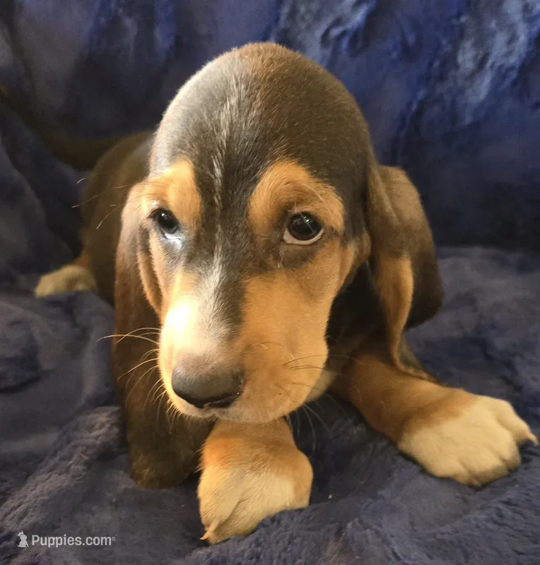 Waylon – Basset Hound puppy for sale in Kit Carson, CO
