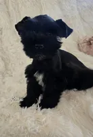 Pepper, a female Miniature Schnauzer for sale in Kit Carson, CO – 2 of 10