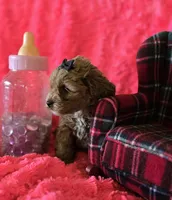 Molly, a female Cockapoo for sale in Kit Carson, CO – 6 of 10