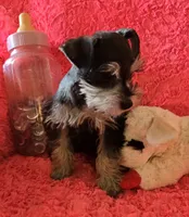 Heidi, a female Miniature Schnauzer for sale in Kit Carson, CO – 4 of 10