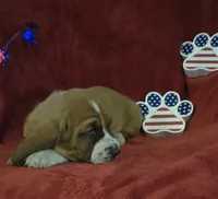 Jethro, a male Basset Hound for sale in Kit Carson, CO – 4 of 10