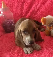 Ruby, a female Basset Hound for sale in Kit Carson, CO – 6 of 9