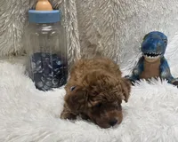 Romeo, a male Poodle - Toy  for sale in Kit Carson, CO – 3 of 7