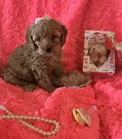 Hazel, a female Cockapoo for sale in Kit Carson, CO – 10 of 10