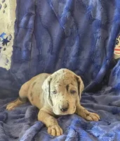 Loki, a male Great Dane for sale in Kit Carson, CO – 6 of 9