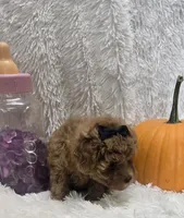 Juliet, a female Poodle - Toy  for sale in Kit Carson, CO – 7 of 10