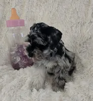 Roxy, a female Miniature Schnauzer for sale in Kit Carson, CO – 8 of 10