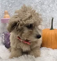 Tiffany, a female Poochon for sale in Kit Carson, CO – 6 of 10