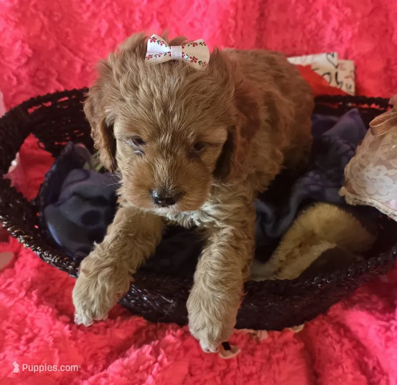 Daisy – Cockapoo puppy for sale in Kit Carson, CO