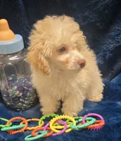 Alfredo, a male Poodle - Toy  for sale in Kit Carson, CO – 7 of 8