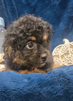 Felix, a male Peekapoo for sale in Kit Carson, CO – 6 of 9