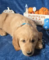 Harley, a male Golden Retriever for sale in Kit Carson, CO – 2 of 7