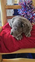 Loki, a male Great Dane for sale in Kit Carson, CO – 8 of 9
