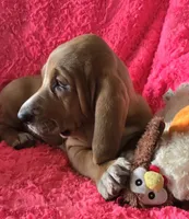 Dolly, a female Basset Hound for sale in Kit Carson, CO – 10 of 10