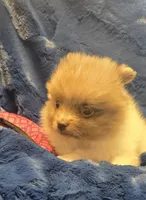 Rockit, a male Pomeranian for sale in Kit Carson, CO – 6 of 10