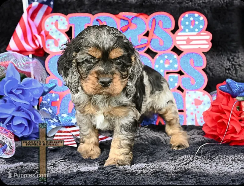 Oliver – Cocker Spaniel puppy for sale in Kit Carson, CO