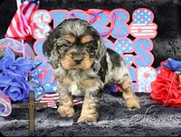 Oliver, a male Cocker Spaniel for sale in Kit Carson, CO – 1 of 5