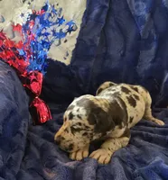 Zeus, a male Great Dane for sale in Kit Carson, CO – 9 of 10