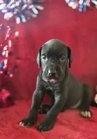 Ebony, a female Great Dane for sale in Kit Carson, CO – 7 of 10