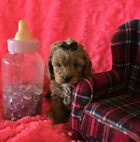 Molly, a female Cockapoo for sale in Kit Carson, CO – 10 of 10