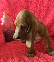 Dolly, a female Basset Hound for sale in Kit Carson, CO – 7 of 10