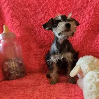 Heidi, a female Miniature Schnauzer for sale in Kit Carson, CO – 6 of 10