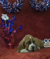 Jethro, a male Basset Hound for sale in Kit Carson, CO – 5 of 10