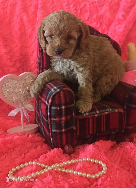 Hazel – Cockapoo puppy for sale in Kit Carson, CO