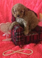 Hazel, a female Cockapoo for sale in Kit Carson, CO – 1 of 10