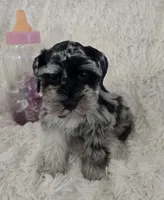 Roxy, a female Miniature Schnauzer for sale in Kit Carson, CO – 3 of 10