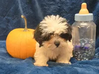 Banjo, a male Shichon for sale in Kit Carson, CO – 9 of 10