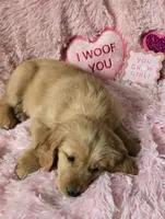 Skye, a female Golden Retriever for sale in Kit Carson, CO – 9 of 10