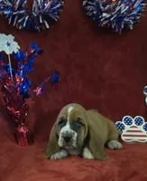 Jethro, a male Basset Hound for sale in Kit Carson, CO – 2 of 10