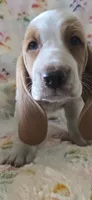 Heartly, a female Basset Hound for sale in Kit Carson, CO – 4 of 8