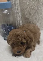Romeo, a male Poodle - Toy  for sale in Kit Carson, CO – 1 of 7