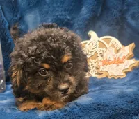 Felix, a male Peekapoo for sale in Kit Carson, CO – 4 of 9