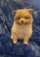 Rockit, a male Pomeranian for sale in Kit Carson, CO – 2 of 10