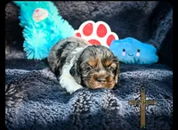 Charlie, a male Cocker Spaniel for sale in Kit Carson, CO – 5 of 5