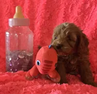 Winnie, a female Cockapoo for sale in Kit Carson, CO – 10 of 10