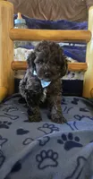 Teddy, a male Cockapoo for sale in Kit Carson, CO – 1 of 10