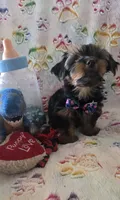 Thurston Howell, a male Yorkshire Terrier for sale in Kit Carson, CO – 9 of 10