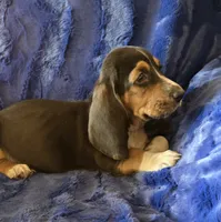Winston, a male Basset Hound for sale in Kit Carson, CO – 1 of 7