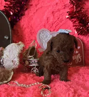Rosie, a female Poodle - Toy  for sale in Kit Carson, CO – Photo 2 of 9