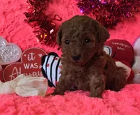Rosie, a female Poodle - Toy  for sale in Kit Carson, CO – Photo 1 of 9