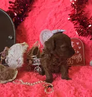 Rosie, a female Poodle - Toy  for sale in Kit Carson, CO – Photo 8 of 9