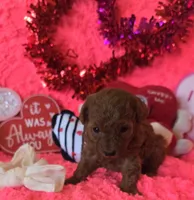 Rosie, a female Poodle - Toy  for sale in Kit Carson, CO – Photo 9 of 9