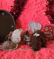 Rosie, a female Poodle - Toy  for sale in Kit Carson, CO – Photo 3 of 9