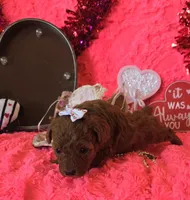 Rosie, a female Poodle - Toy  for sale in Kit Carson, CO – Photo 4 of 9